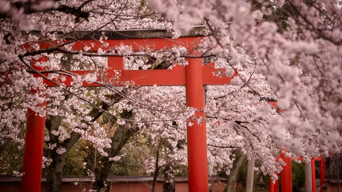 鸟居与樱花