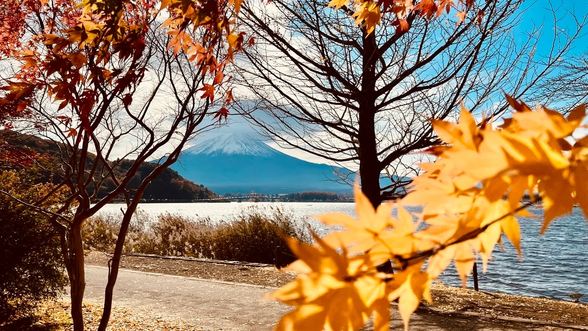 金黄的银杏和富士山