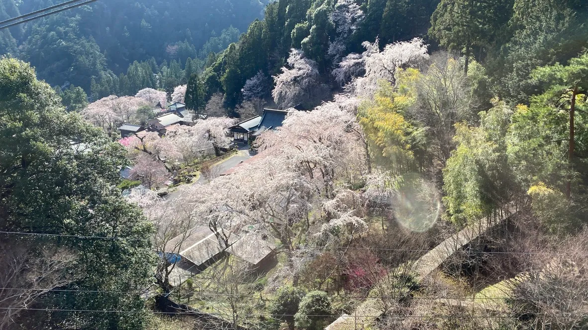 从索道看到的景色