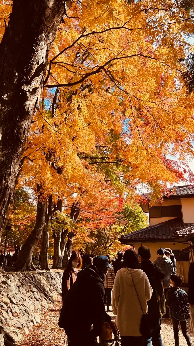 富士河口湖红叶节