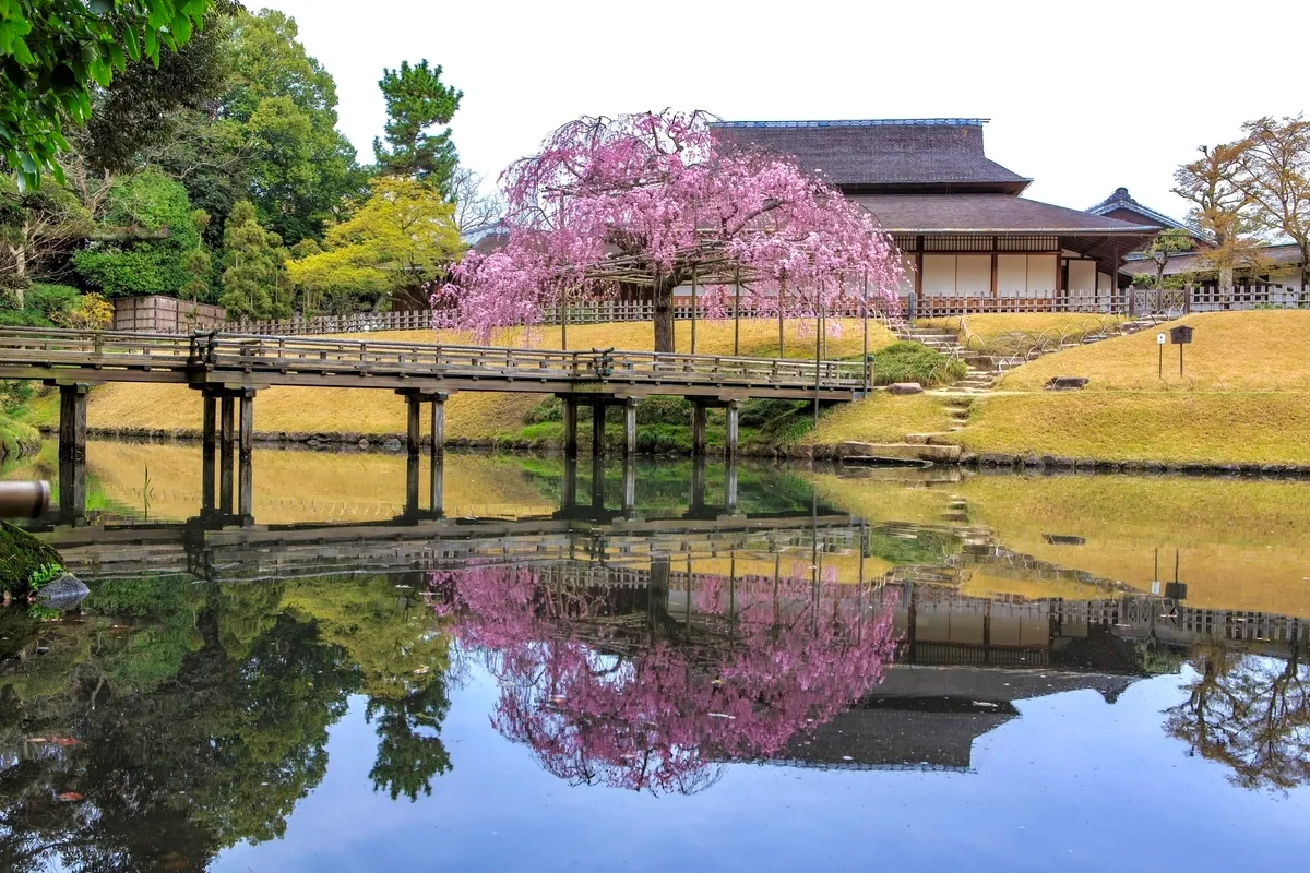 樱花与庭园