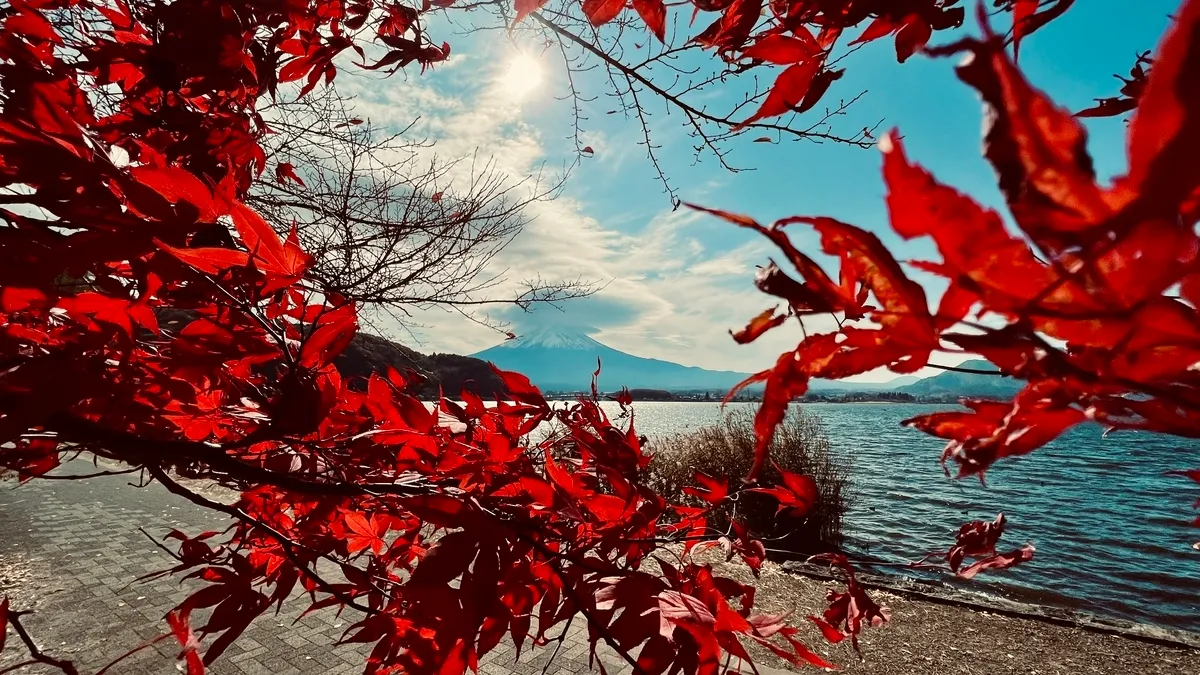 火红的枫叶和富士山