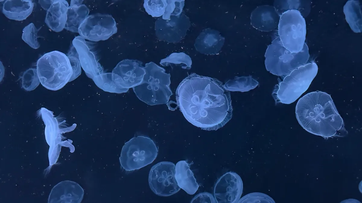 水中漂浮的月亮水母