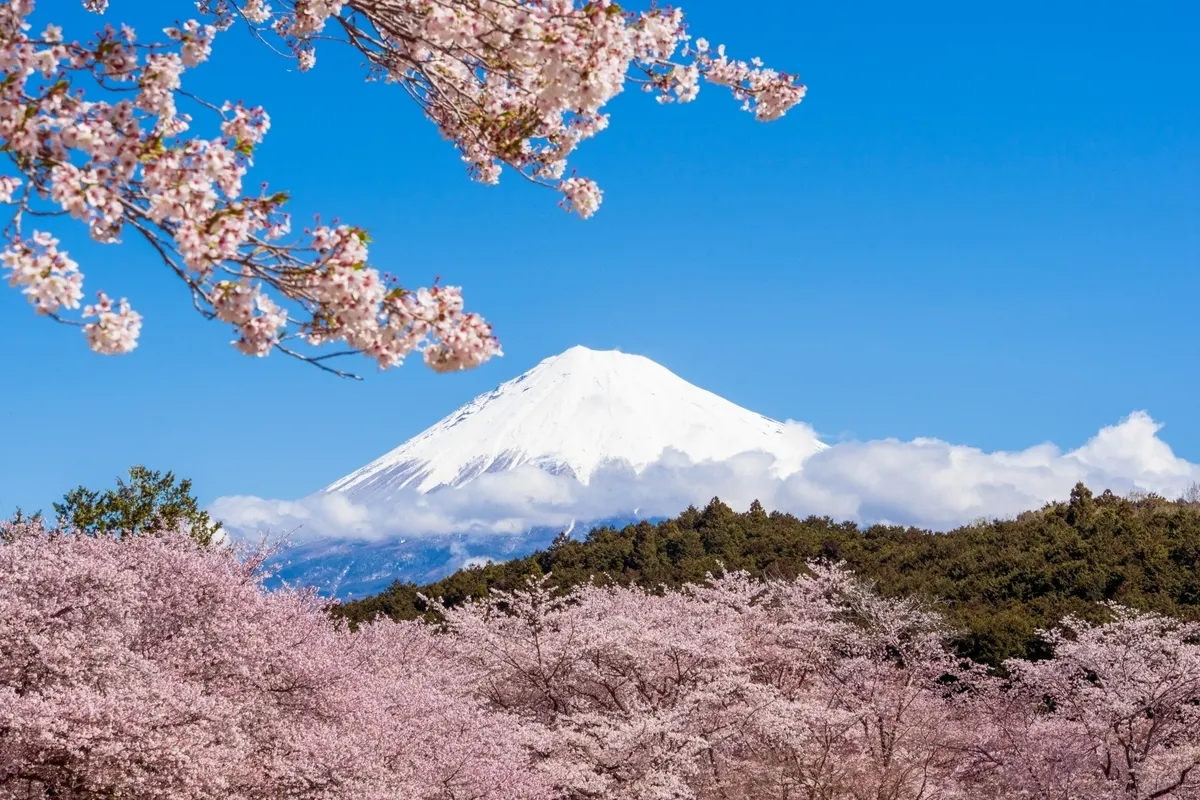 富士山和樱花