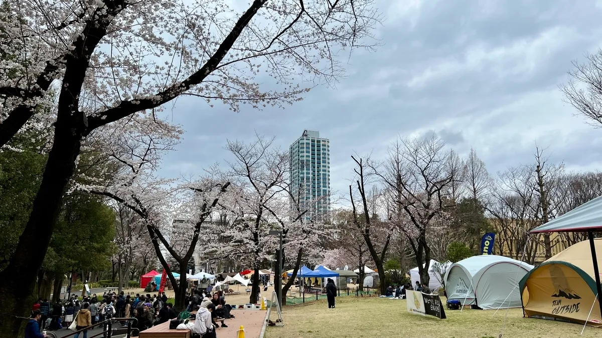 樱花盛开的新宿中央公园