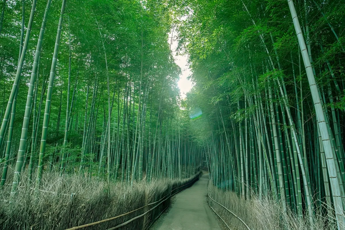 竹林小径（早晨）