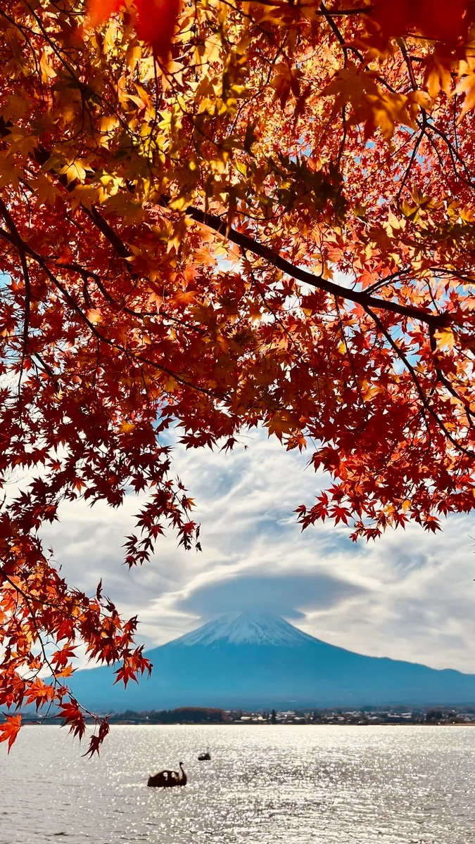 富士山和红叶