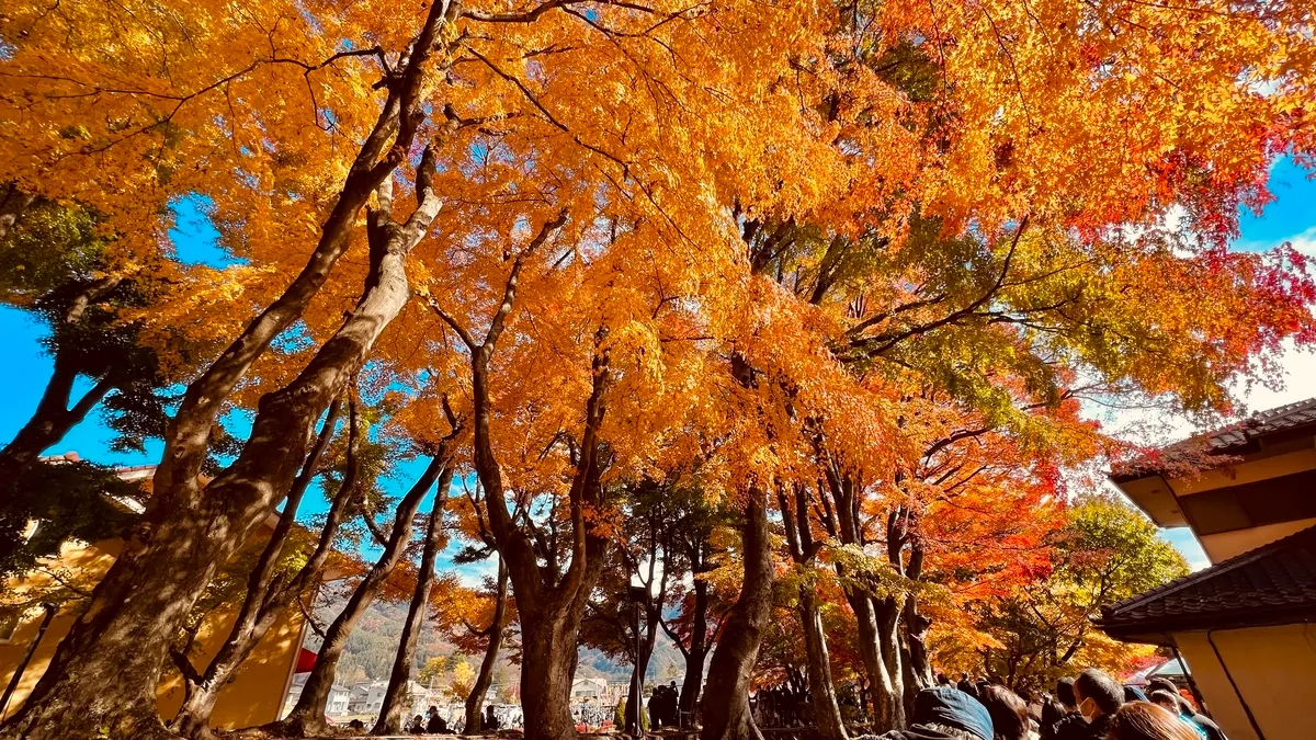 河口湖枫叶走廊