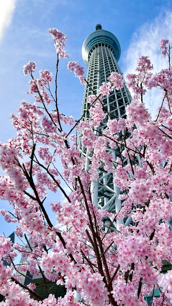 樱花与东京晴空塔