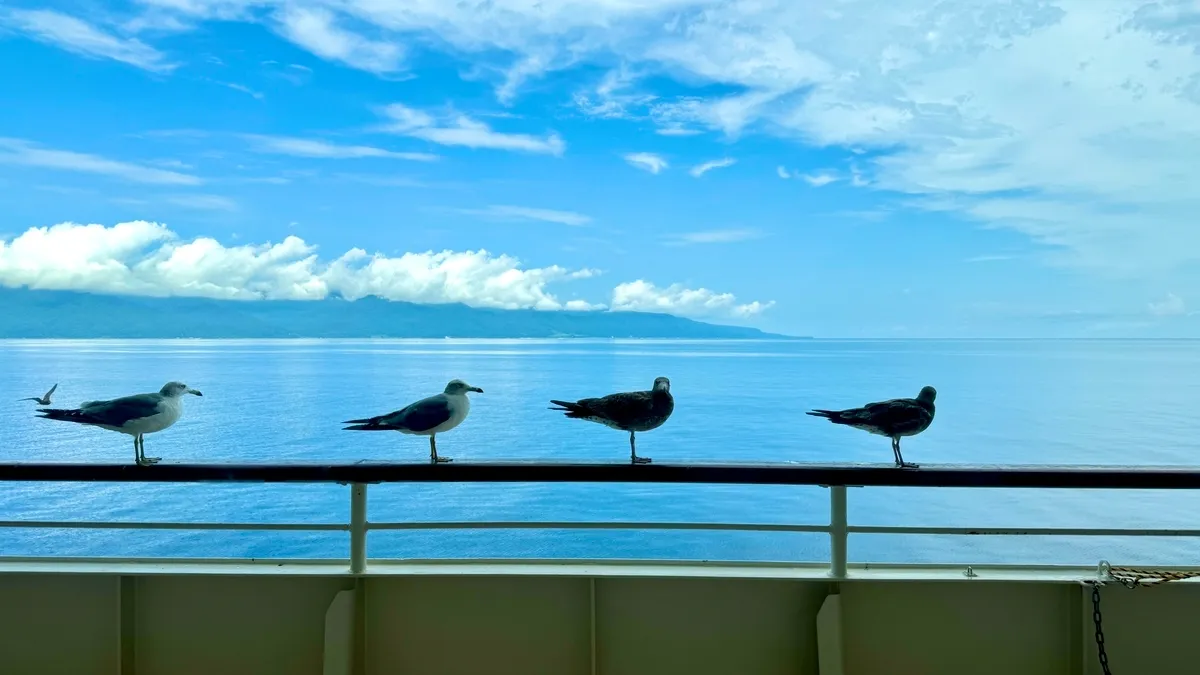 海鸥