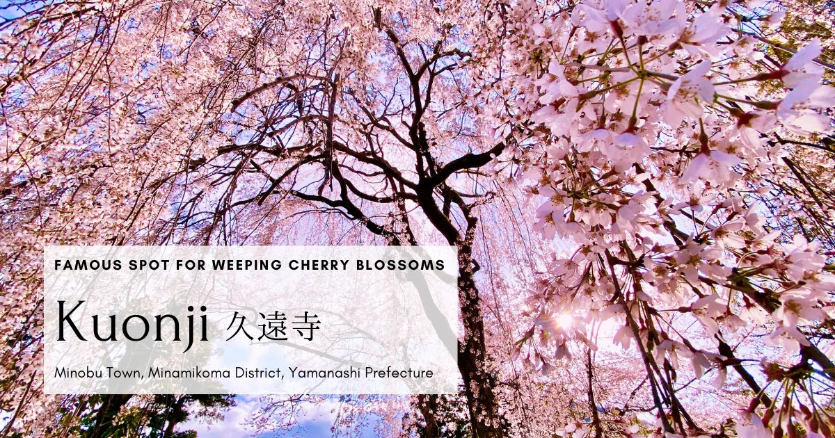 日本樱花的极致之美。久远寺巨大的垂枝樱花树